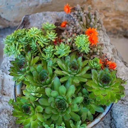 Retro On Island Mljet 别墅 *