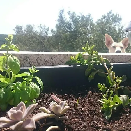 别墅 Retro On Island Mljet *