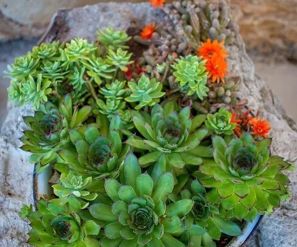 Retro On Island Mljet Villa *