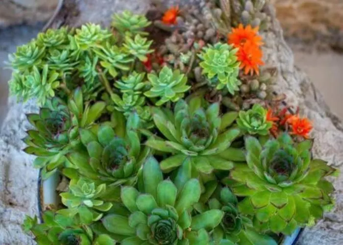 Retro On Island Mljet Villa Babino Polje