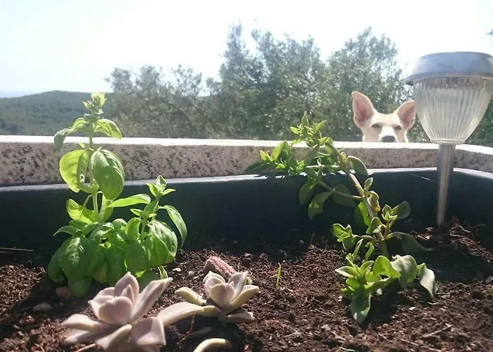 Villa Retro On Island Mljet *